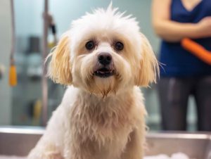 Choosing the Right Dog Grooming Services in Elizabeth NJ