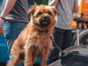 Dog Grooming Goodyear AZ