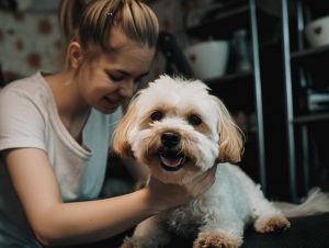 Dog Grooming In Greenwich CT