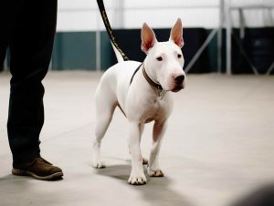 Drop Off Dog Training Near Me