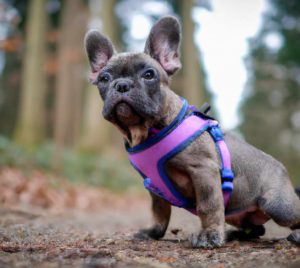 French Bulldog Puppy For Sale Sacramento