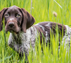 German Pointer Puppy For Sale Near Me