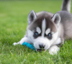 Husky Puppy For Sale Charlotte NC