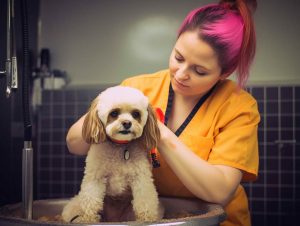 Pampered Dog Grooming