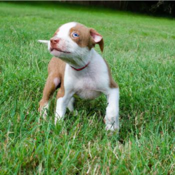 Red Nose Pit Puppy For Sale
