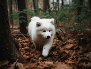 Samoyed Puppy For Sale NJ