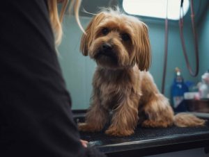 The Cost of Dog Grooming in Garland TX