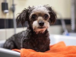 Types of Pooch Dog Grooming Services