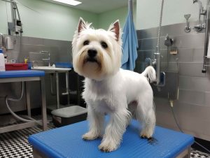 Why Choose Paws Mobile Dog Grooming