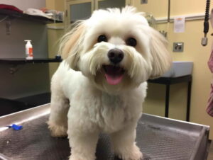 California Dog Grooming License