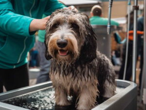 Cheap Places For Dog Grooming