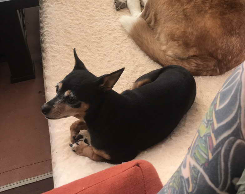 Loki Chihuahua Available To Adopt