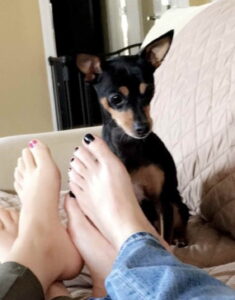 Chihuahua Avalailable To Adopt TN