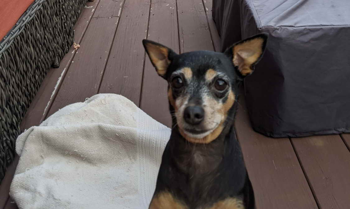 Chihuahua Free Adopt