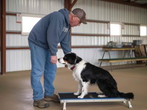 Colorado Springs Service Dog Training