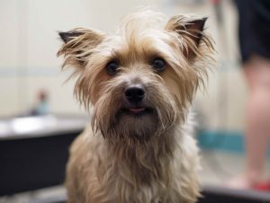 Costs for Dog Grooming For Fleas