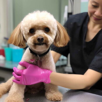 Dog Grooming Home Visit