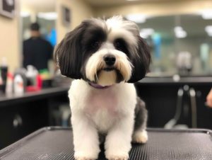 Dog Grooming In Bakersfield CA Costs