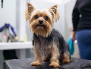 Dog Grooming In Bakersfield Ca