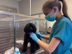 Dog Grooming In Kettering