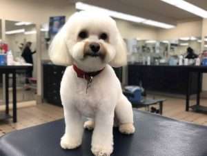 Dog Grooming In Margate Costs