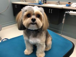 Dog Grooming In Overland Park KS Costs