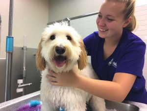 Dog Grooming In San Jose CA Costs