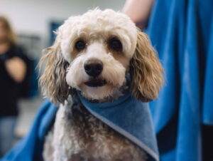 Dog Grooming Part Time Jobs