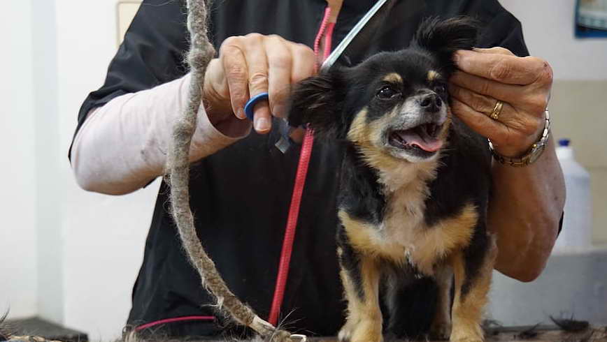 Dog Grooming Salons For Sale