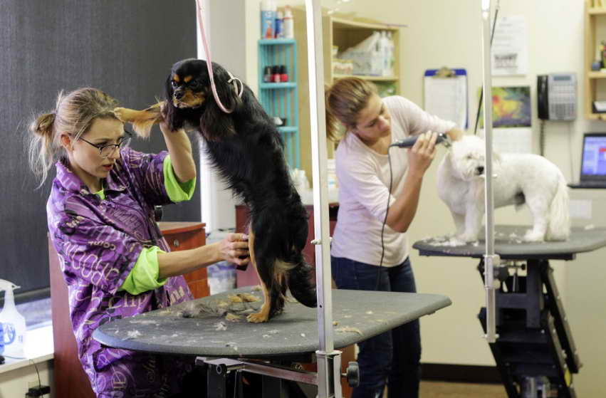 Dog Grooming Salons