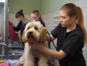 Dog Grooming Schools in Georgia