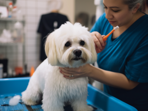 Dog Grooming St Augustine Florida