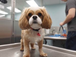 Dog Grooming Training At Petsmart
