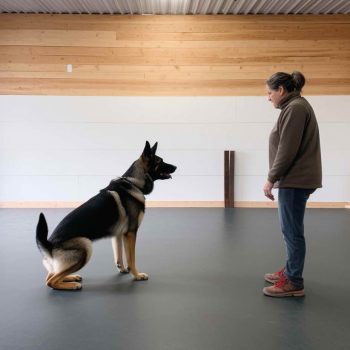 Dog Training For Older Dogs