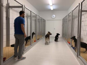 Dog Training In Spokane Wa