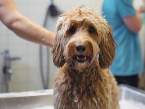 Factors Affecting Dog Grooming Costs In Long Beach CA