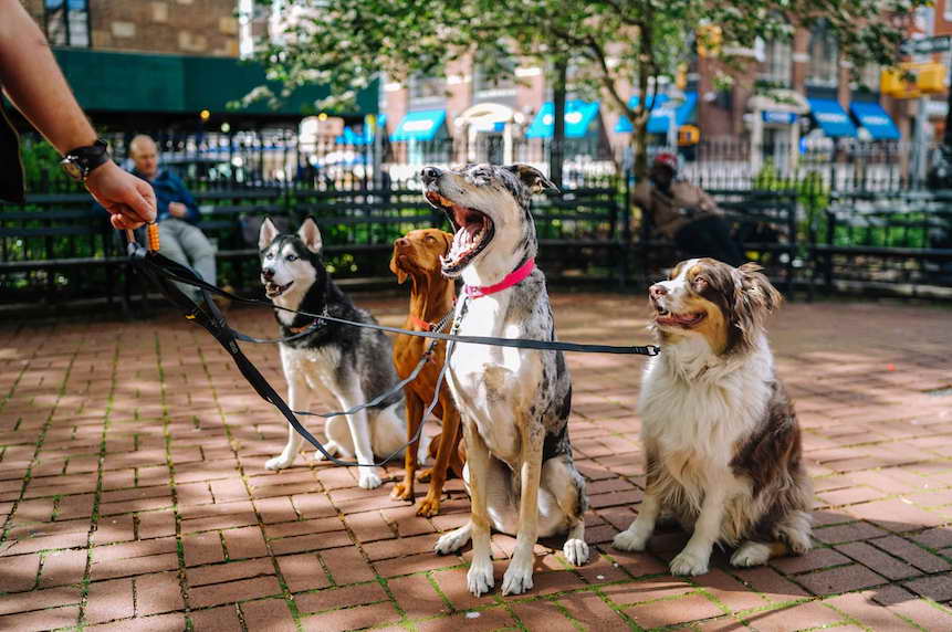 Four dogs on a leash in a park