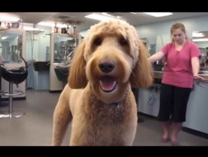 Goldendoodle Dog Grooming
