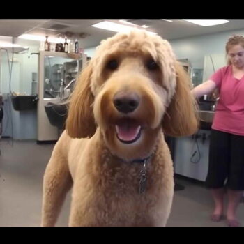 Goldendoodle Dog Grooming