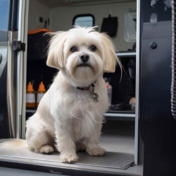 Mobile Dog Grooming Austin Tx