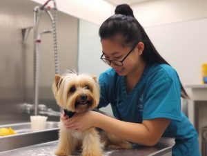 Mobile Dog Grooming Longmont