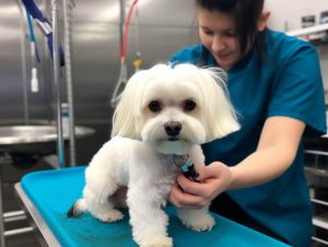 Platinum Dog Grooming