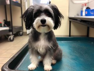 Roseville CA Dog Grooming