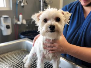 The Importance of Elderly Dog Grooming Near Me