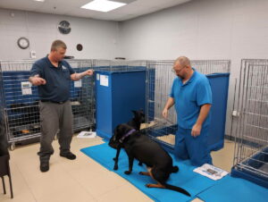 Tucson AZ Dog Training