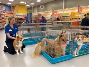 Unveiling the Costs for Dog Training In Chattanooga TN