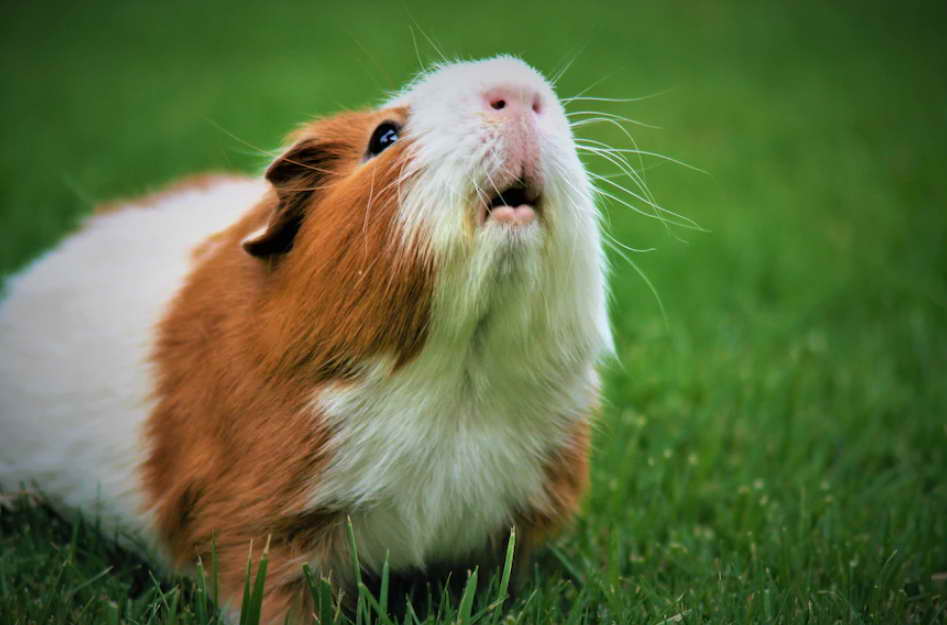 brown and white guinea pig