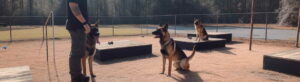 K9 Services Dog Training Costs A Comprehensive Guide