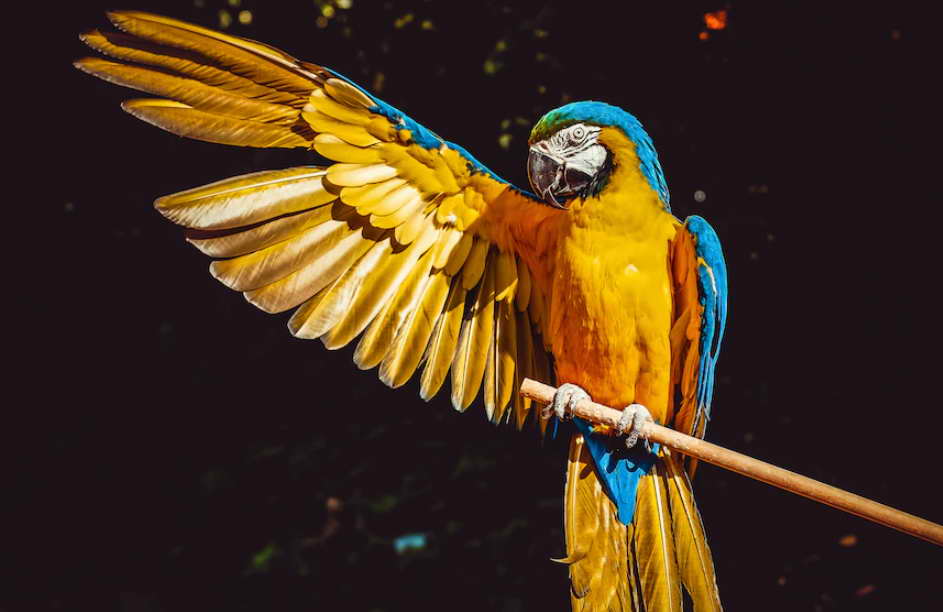 yellow blue and green parrot