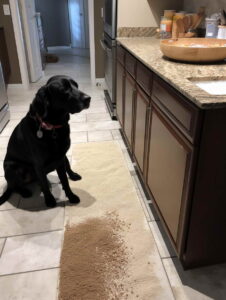 Factors Influencing the Cost of Raw Dog Food in San Diego